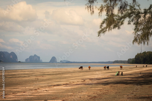 Many cows walking on the beach. Pak Meng Beach, Chao Mai Beach National Park, Trang, Thailand