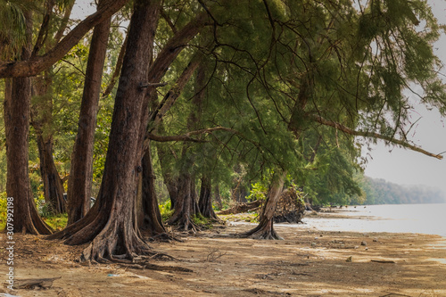 Pine trees on the beach. Pak Meng Beach, Chao Mai Beach National Park, Trang, Thailand