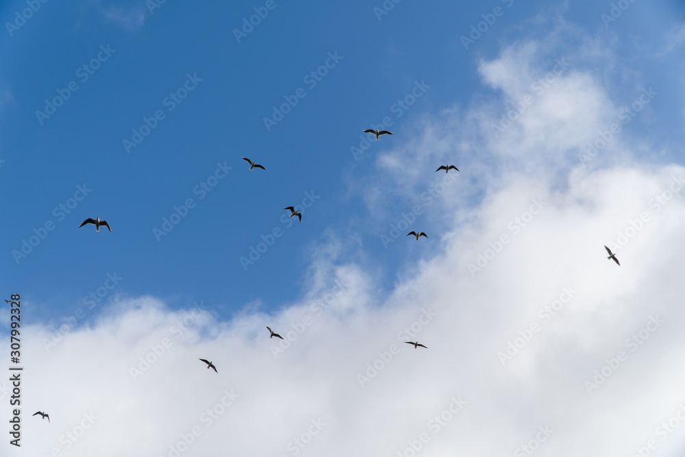 flock of birds flying in blue sky and clouds
