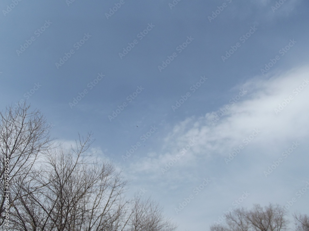 bare tree branches against the sky bare tree branches against the sky