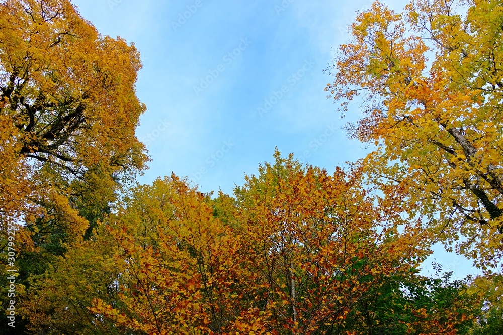 Naklejka premium Colorful leaves in Fall or Autumn with blue sky background.