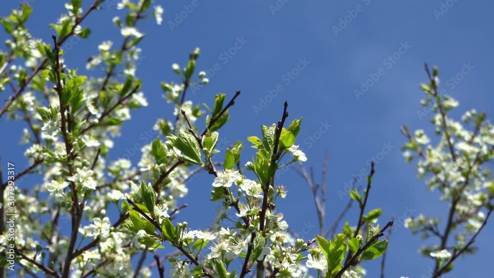white flowers of a cherry tree on blue sky background white flowers of a cherry tree on blue sky background