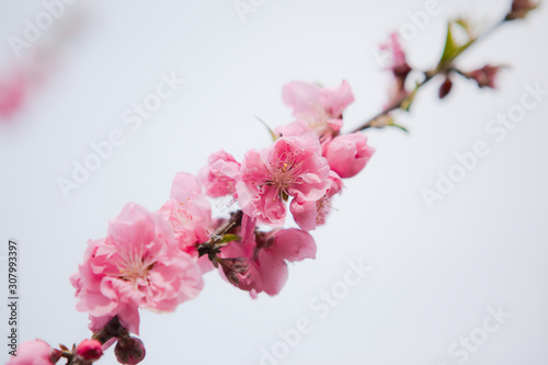 ピンクの花桃  © 田村広充