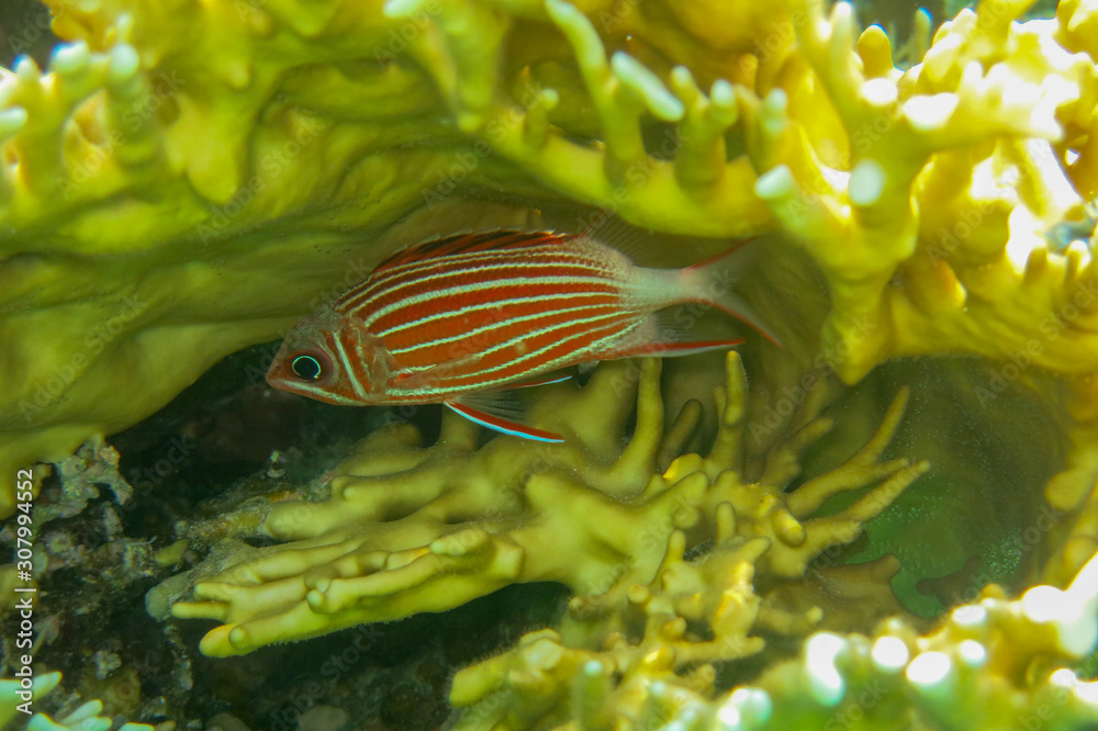 Sargocentron Diadema Or Crowned Squirrelfish Is A Member Of Family Holocentridae In The Order Beryciformes Squirrelfish In General Are Large Active Nocturnal Fish Which Are Usually Red In Color Foto De Stock