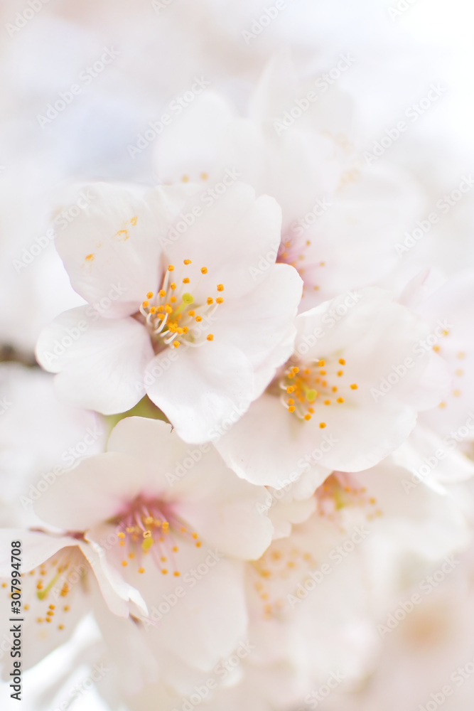Cherry blossom, spring has come Cherry blossom, spring has come
