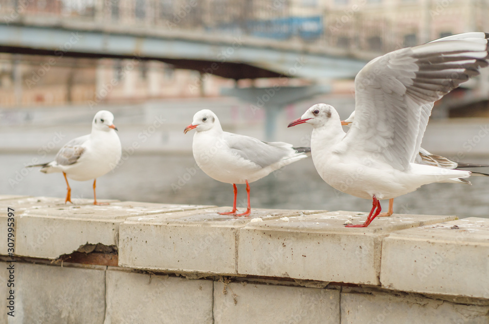 Seagulls on the city promenade in the autumn morning. 3. Seagulls on the city promenade in the autumn morning. 3.