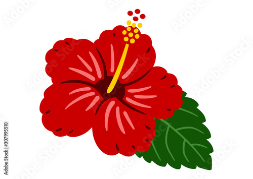 Hibiscus Red / vector southern country