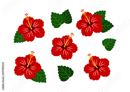Hibiscus Red / vector southern country / Set