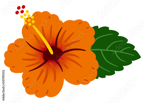 Hibiscus Orange  / vector southern country