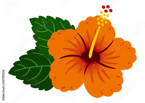 Hibiscus Orange  / vector southern country