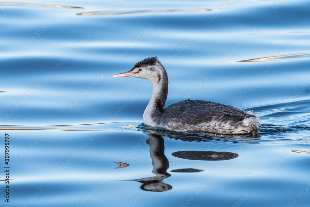 優しい顔のカンムリカイツブリ