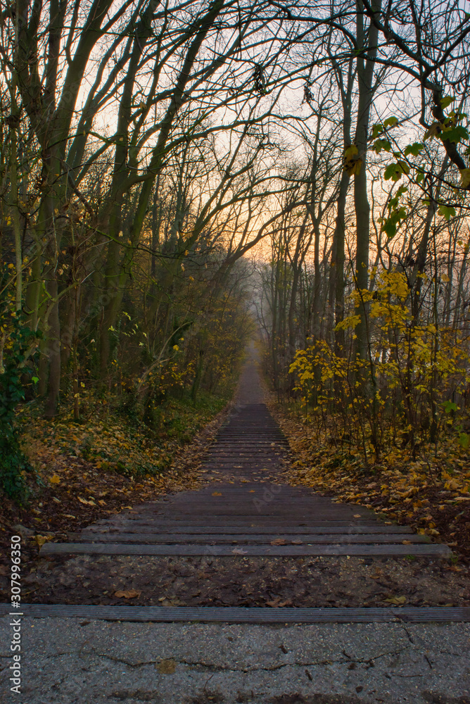Naklejka premium Path in the forest