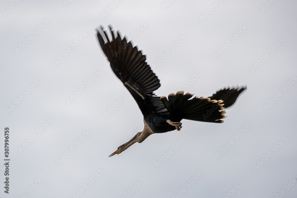 Obraz premium Ein freigestelltes Weibchen des Amerikanischen Schlangenhalsvogel fliegend vor bewölktem Himmel in der Seitenansicht
