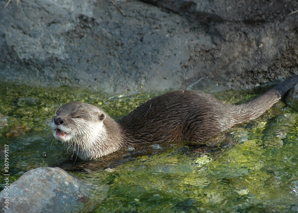 River Otter River Otter
