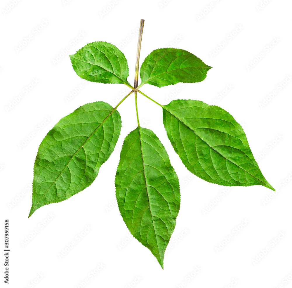 Wild root ginseng. Leaf panax ginseng isolated on white