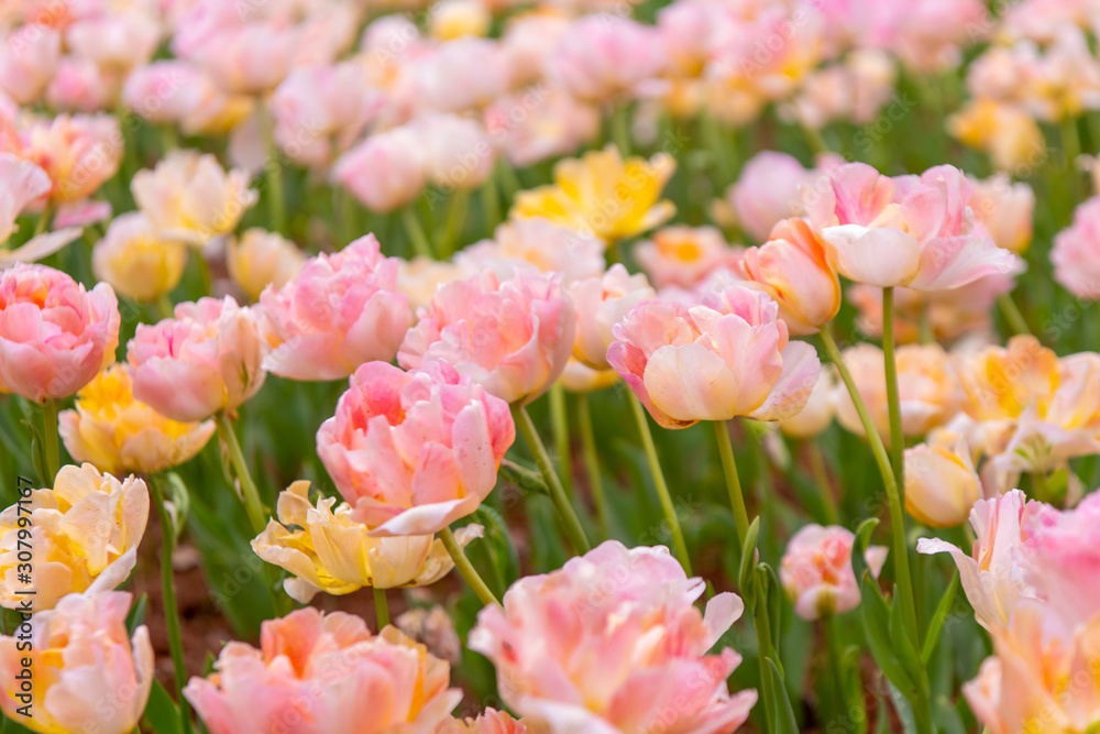Various beautiful tulips are blooming in the garden