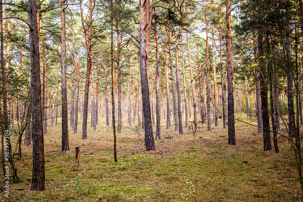 Fototapeta premium Motzener Wald in BRandenburg