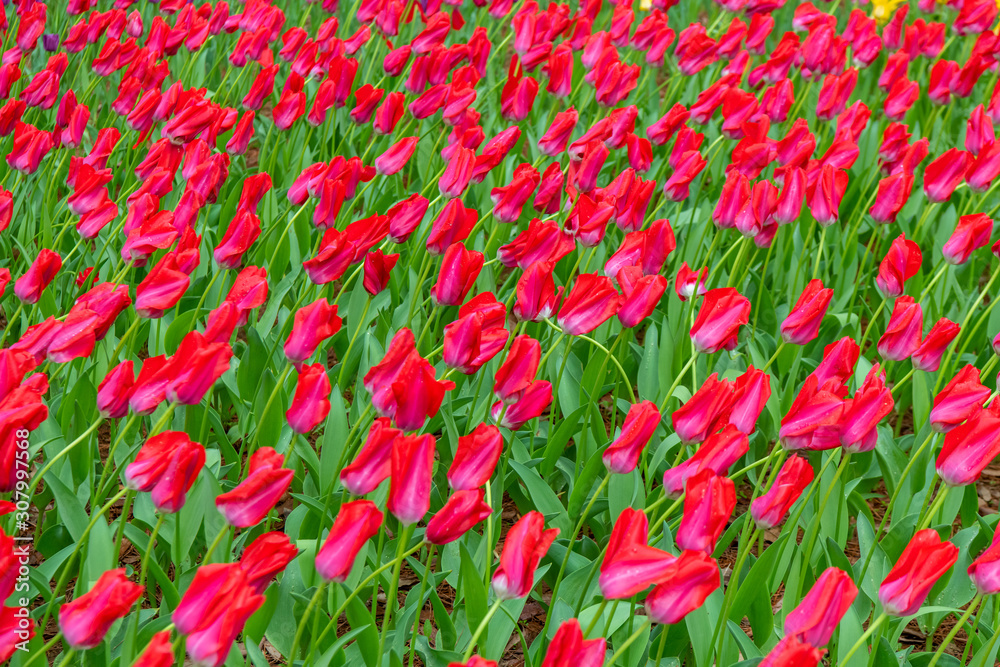 Various beautiful tulips are blooming in the garden Various beautiful tulips are blooming in the garden