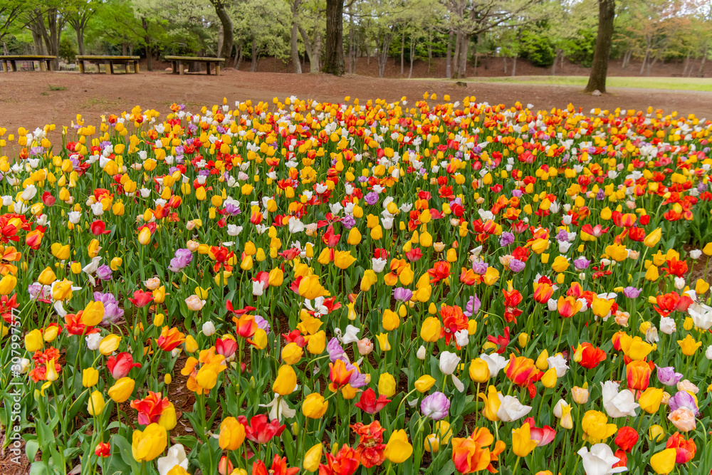Various beautiful tulips are blooming in the garden Various beautiful tulips are blooming in the garden