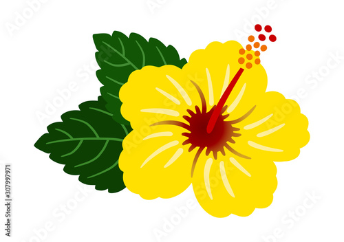 Hibiscus Yellow  / vector southern country