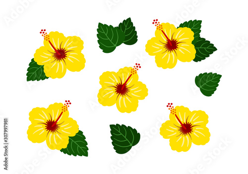 Hibiscus Yellow  / vector southern country / set