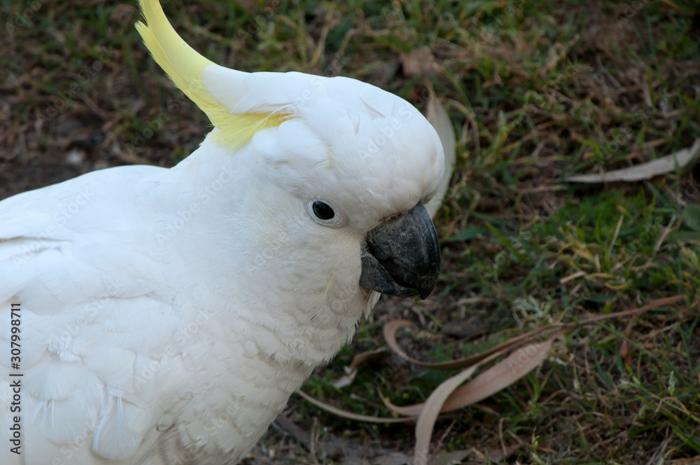 Sydney Australia, close-up sulphur-crested cockatoo in garden Sydney Australia, close-up sulphur-crested cockatoo in garden