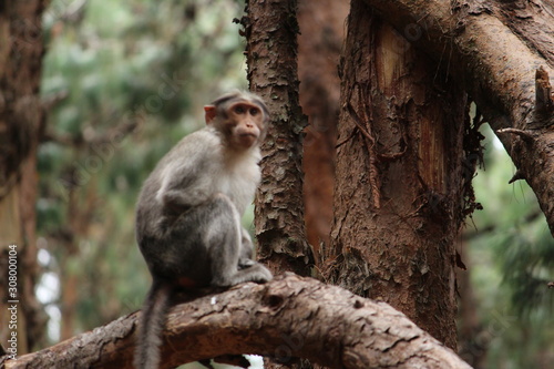 Monkey on Pine Forest