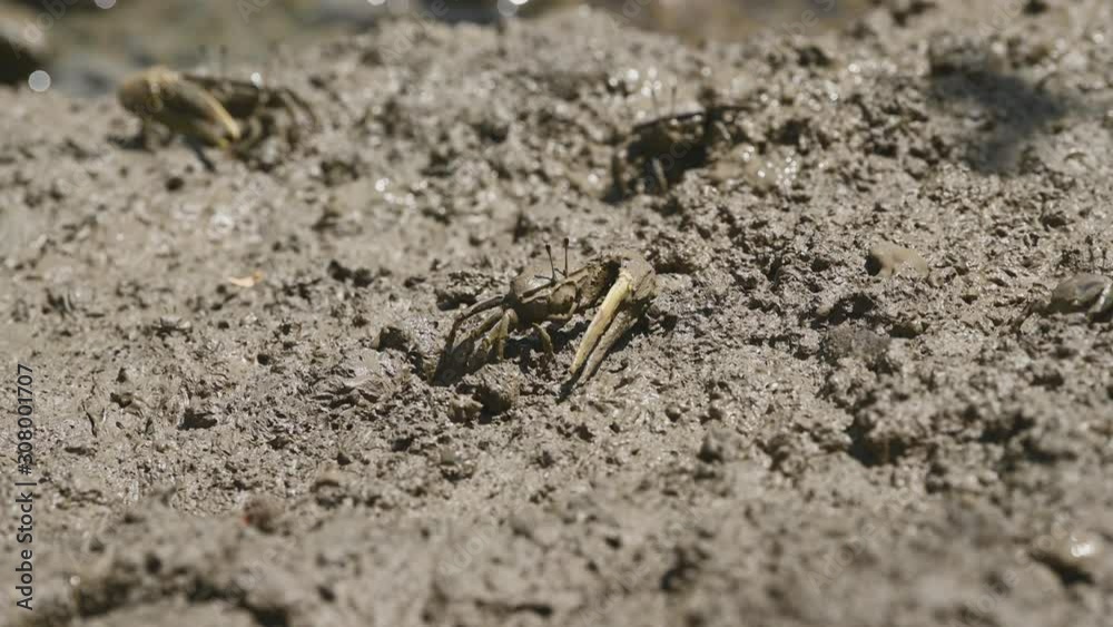 Group of Fiddler crab or Ghost crab eating mud and clay in mangrove forest. Animal life and Ecology environment concept. Group of Fiddler crab or Ghost crab eating mud and clay in mangrove forest. Animal life and Ecology environment concept.
