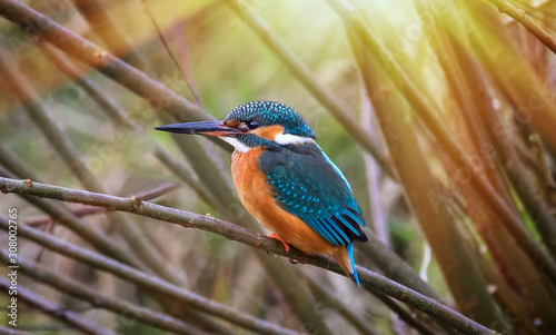 Fotografia, Obraz Beautiful nature scene with Common kingfisher Alcedo atthis