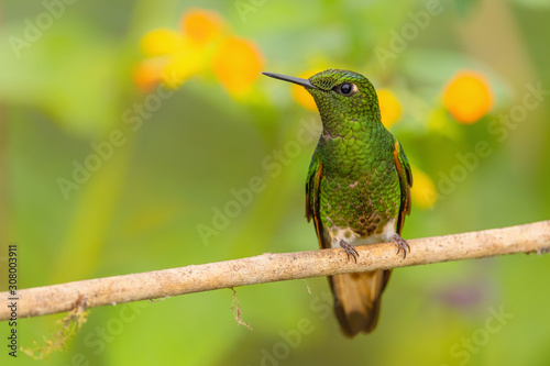 Buff-tailed Coronet - Boissonneaua flavescens, beautiful green hummingbird from western Andean slopes of South America, Mindo, Ecuador. photo