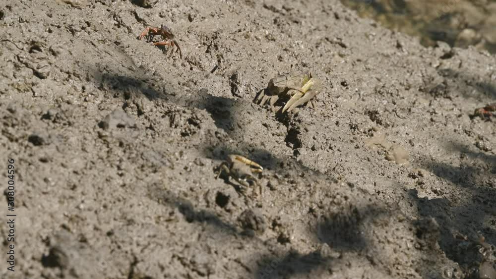 Group of Fiddler crab or Ghost crab eating mud and clay in mangrove forest. Animal life and Ecology environment concept. Group of Fiddler crab or Ghost crab eating mud and clay in mangrove forest. Animal life and Ecology environment concept.