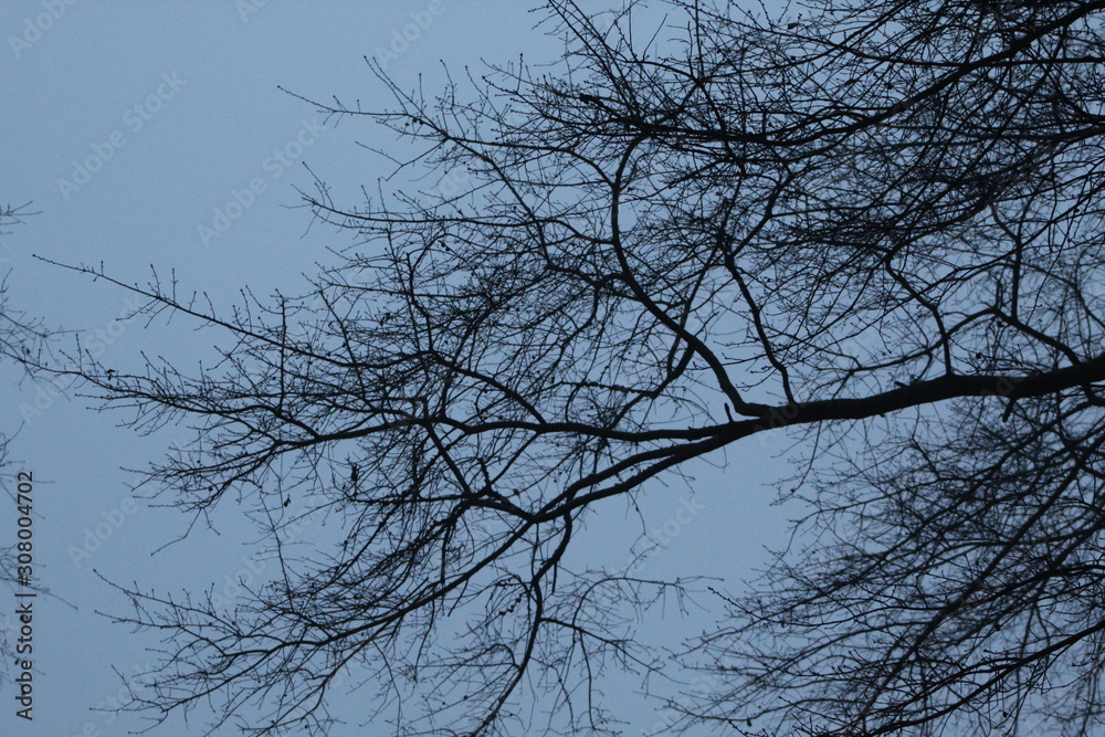Trees and Fog Trees and Fog