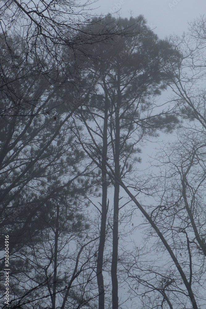 Trees and Fog Trees and Fog