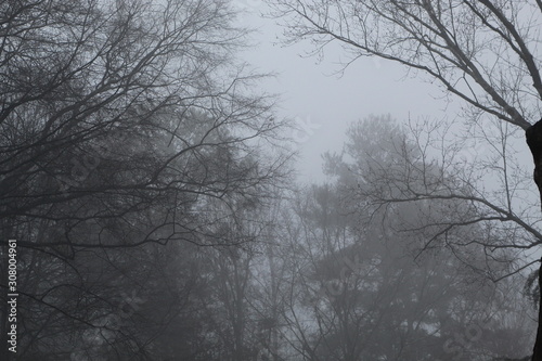 Trees and Fog