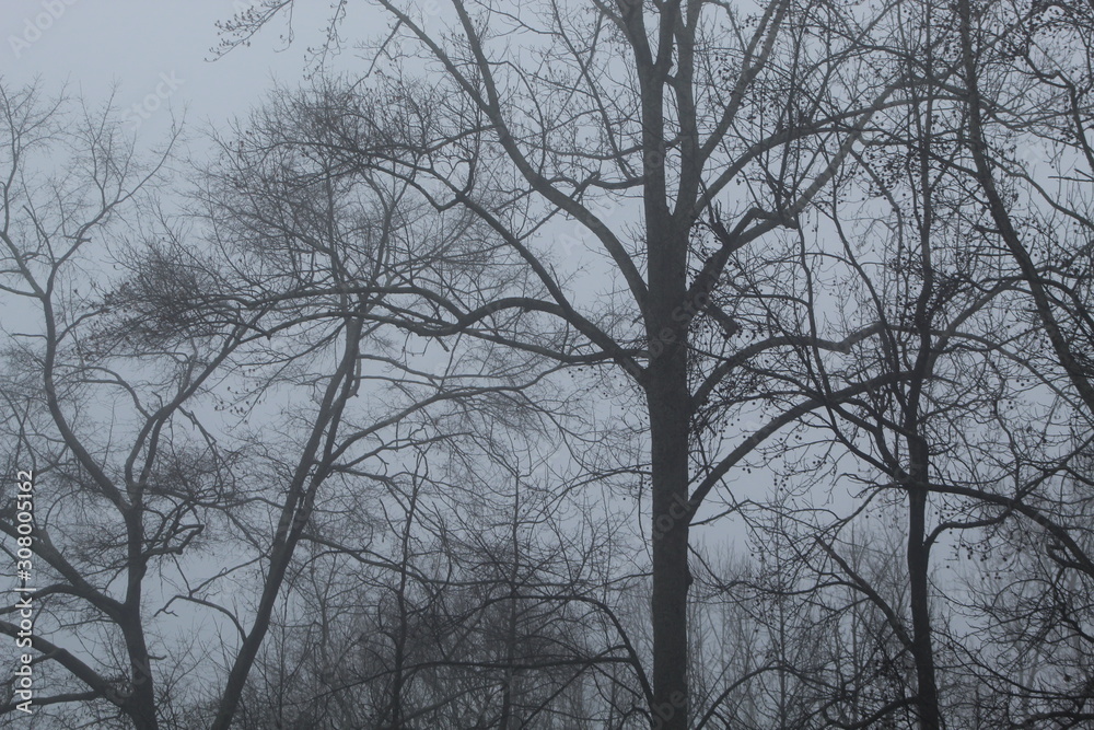 Trees and Fog