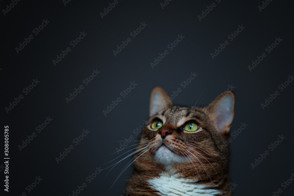 the head of a cat with a white tie on a dark gray background, taken in the light from the window the head of a cat with a white tie on a dark gray background, taken in the light from the window