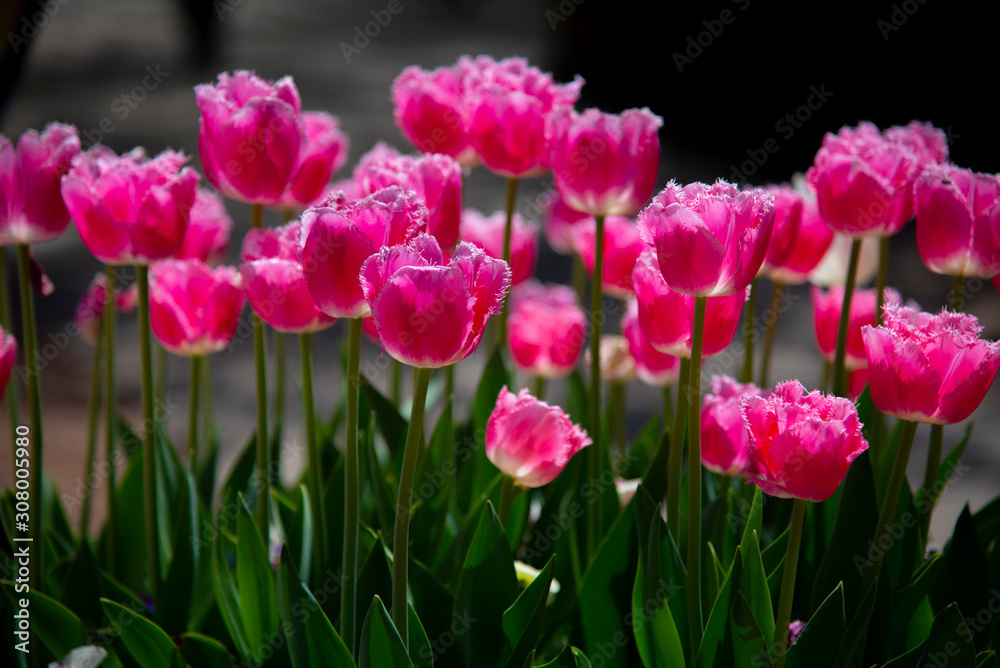 Delicate Dark pink Tulip flower field at a botanical garden in a spring season of Australia. Delicate Dark pink Tulip flower field at a botanical garden in a spring season of Australia.