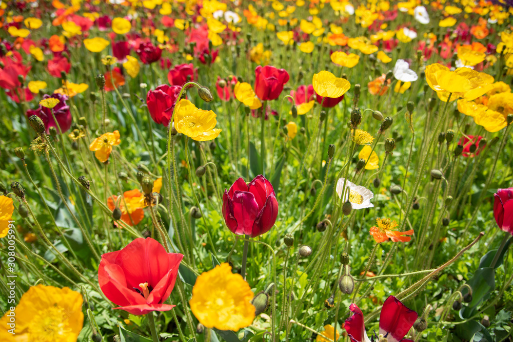 Obraz premium Orange Red Tulip and yellow poppy flower field at a botanical garden in a spring season of Australia.