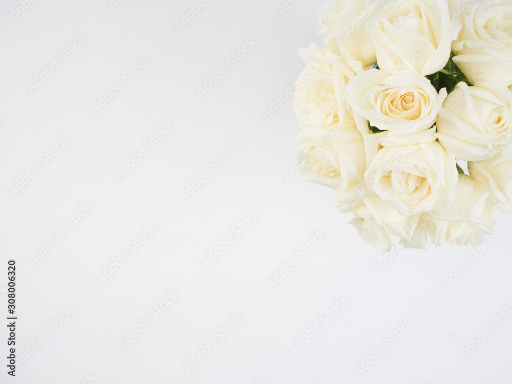White roses isolated on white background
