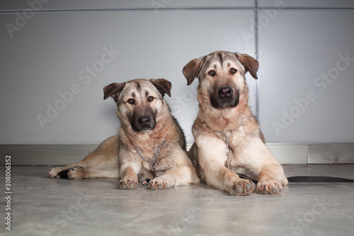 two large dog Anatolian shepherd breed sitting on a background of gray wall photo