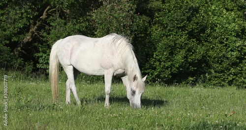 white horse grazing in a spring grass meadow pasture on farm, rural countryside scene