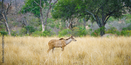 kudus in kruger national park  mpumalanga  south africa