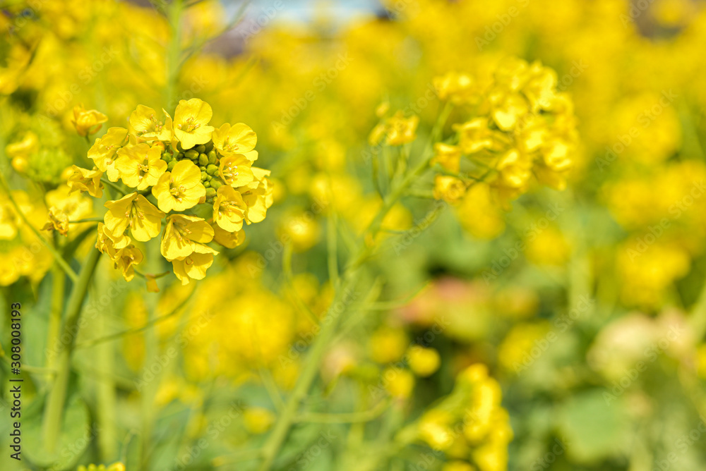 菜の花