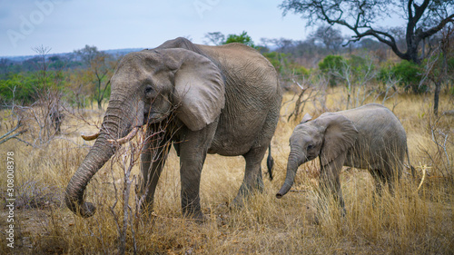 elephants in kruger national park  mpumalanga  south africa