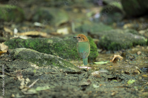 Beautiful adult Rusty-naped pitta, angle view, side shot, foraging in the morning on the wet rock covered with mosses in high mountain at tropical montane forest, north of Thailand.