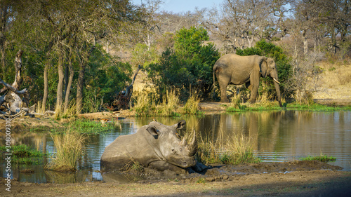 white rhino and elephant at a pond in kruger national park, mpumalanga, south africa 5