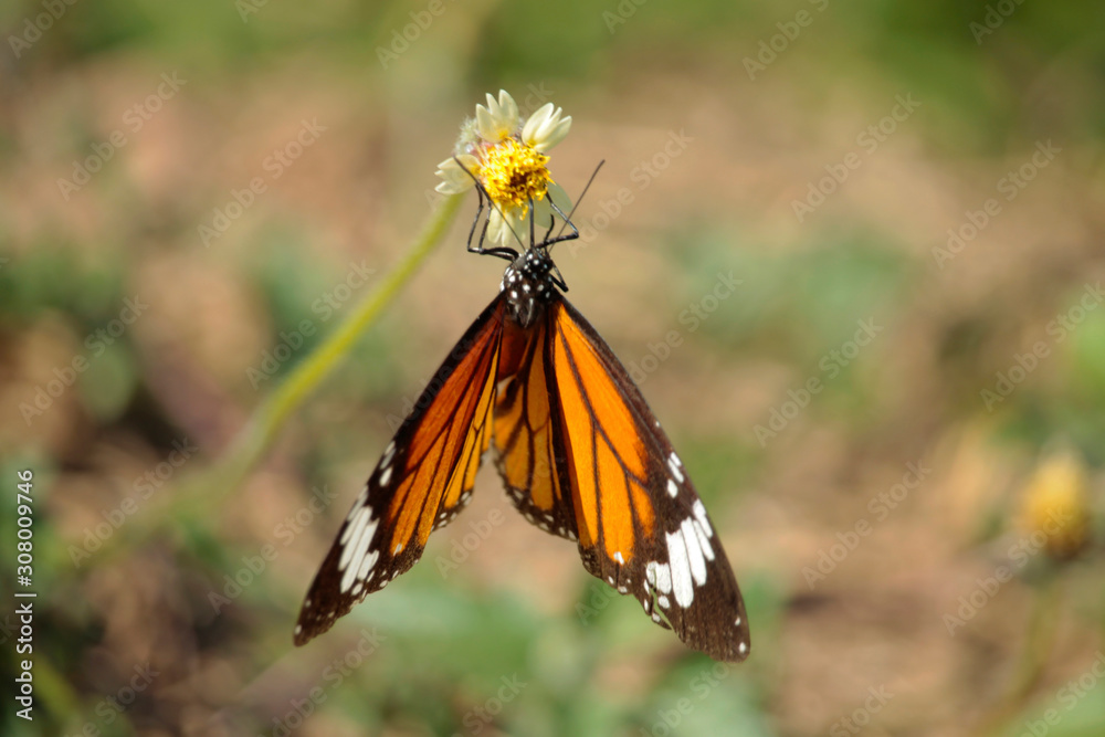 Butterfly with flowers with a blurred background.