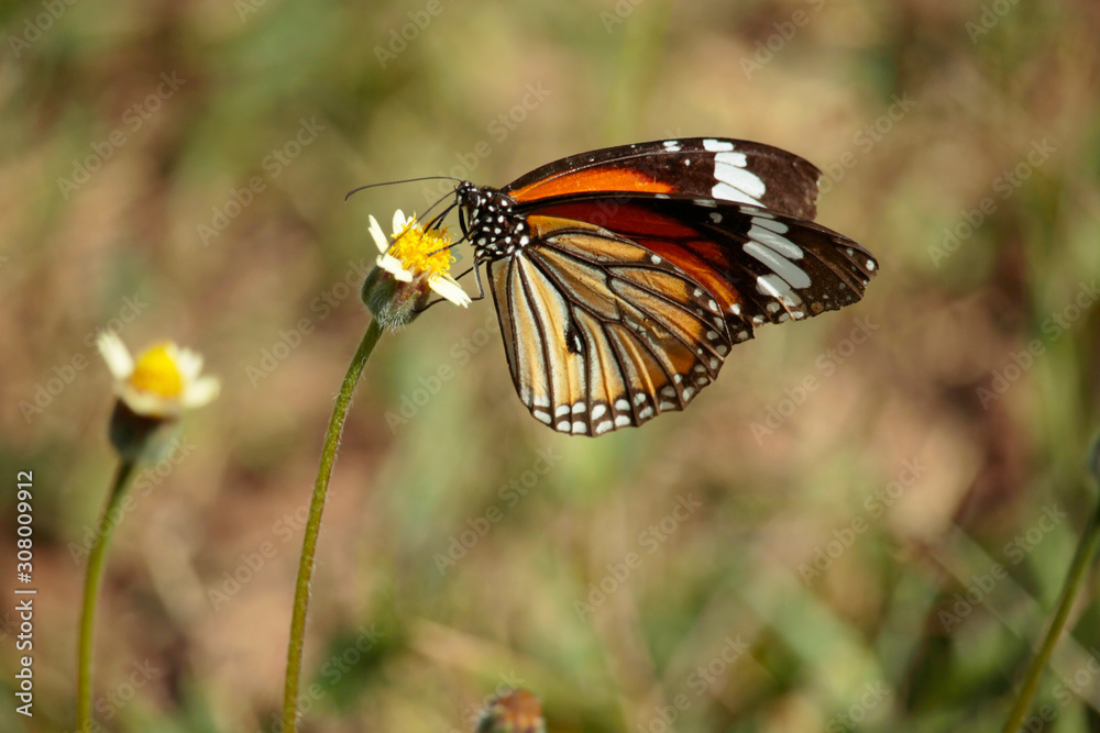 Butterfly with flowers with a blurred background. Butterfly with flowers with a blurred background.