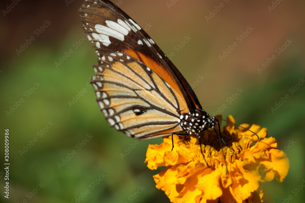 Obraz premium Butterfly with flowers with a blurred background.