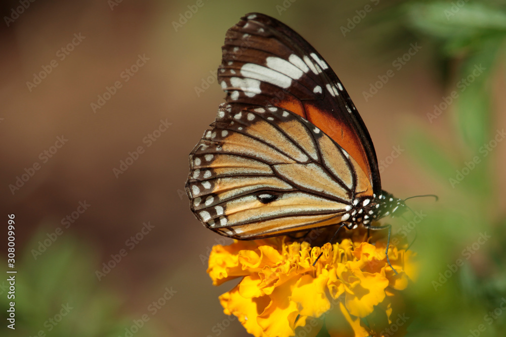 Butterfly with flowers with a blurred background. Butterfly with flowers with a blurred background.